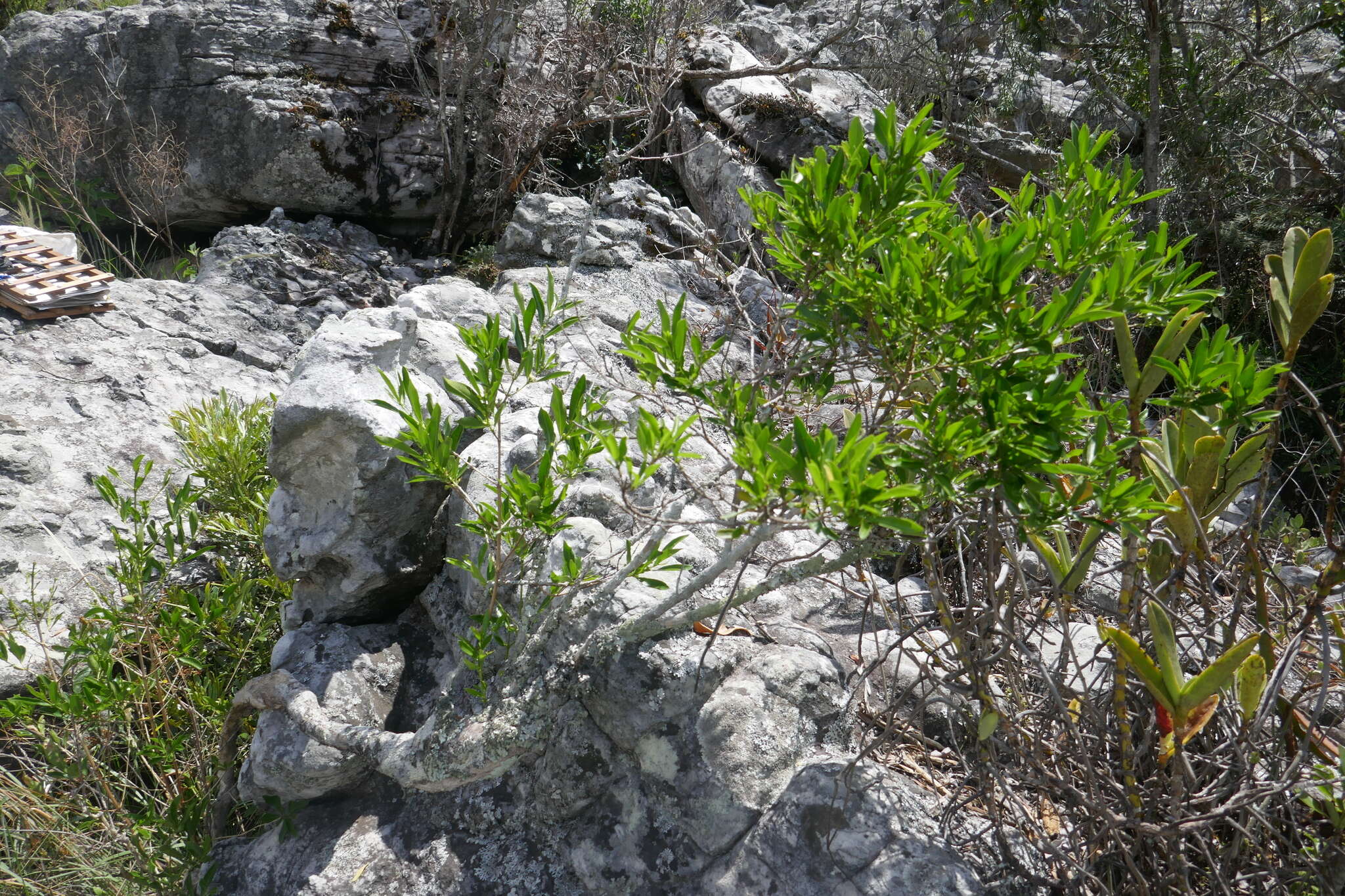 Image of Tricalysia cryptocalyx Baker