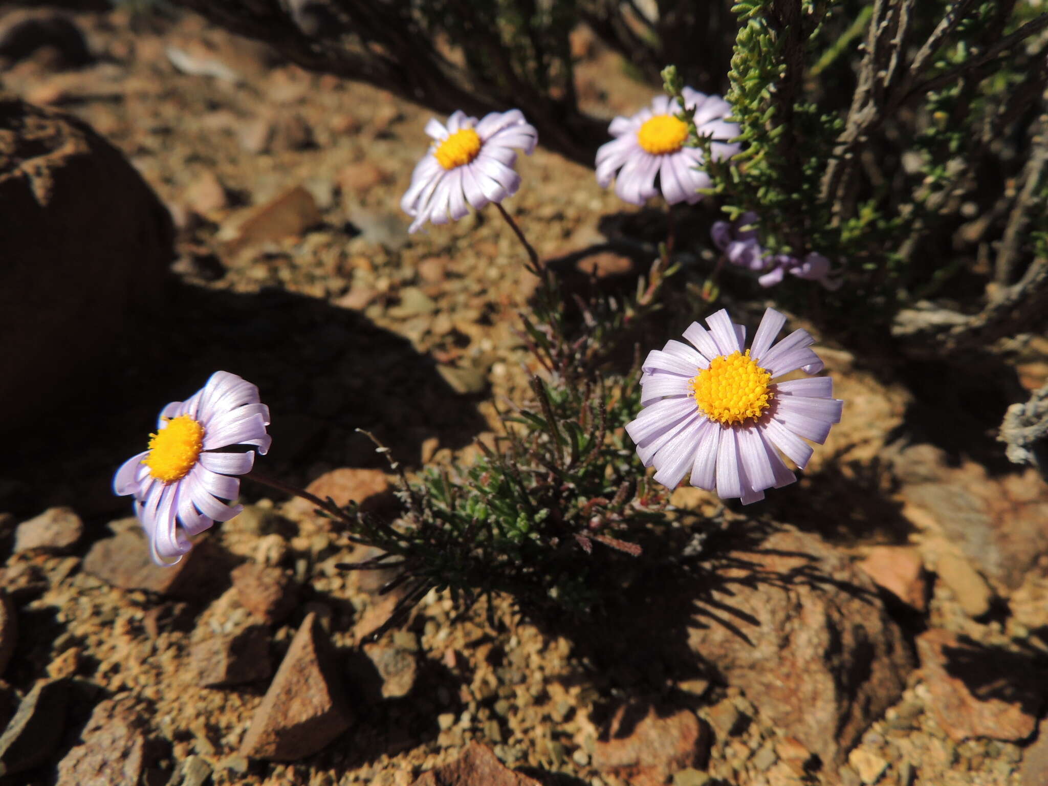 Image of Felicia clavipilosa subsp. clavipilosa