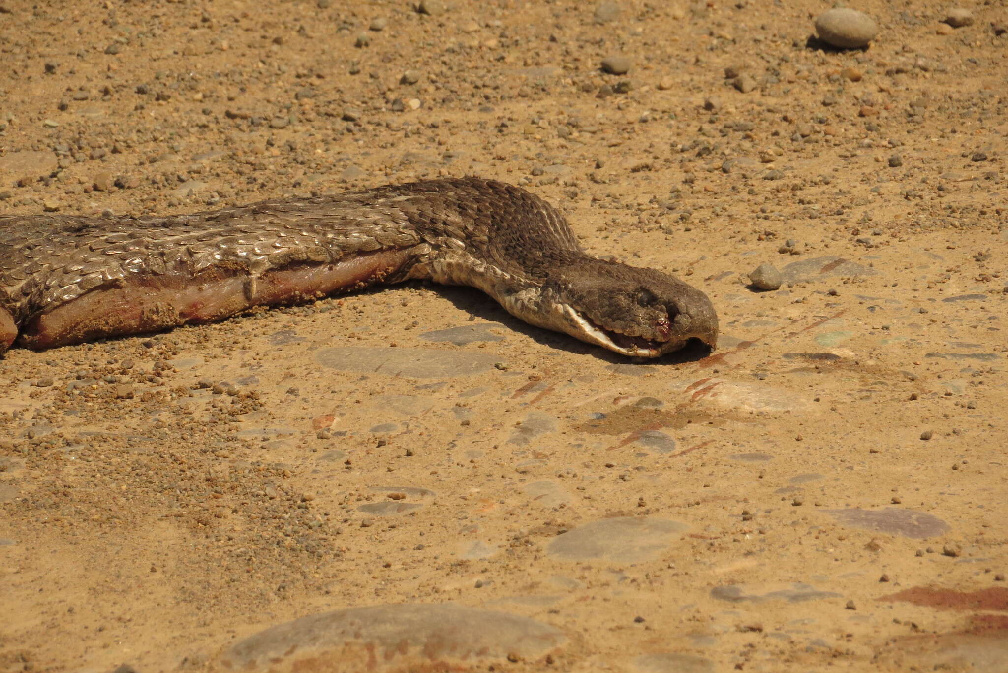 Sivun Macrovipera lebetinus obtusa (Dwigubsky 1832) kuva