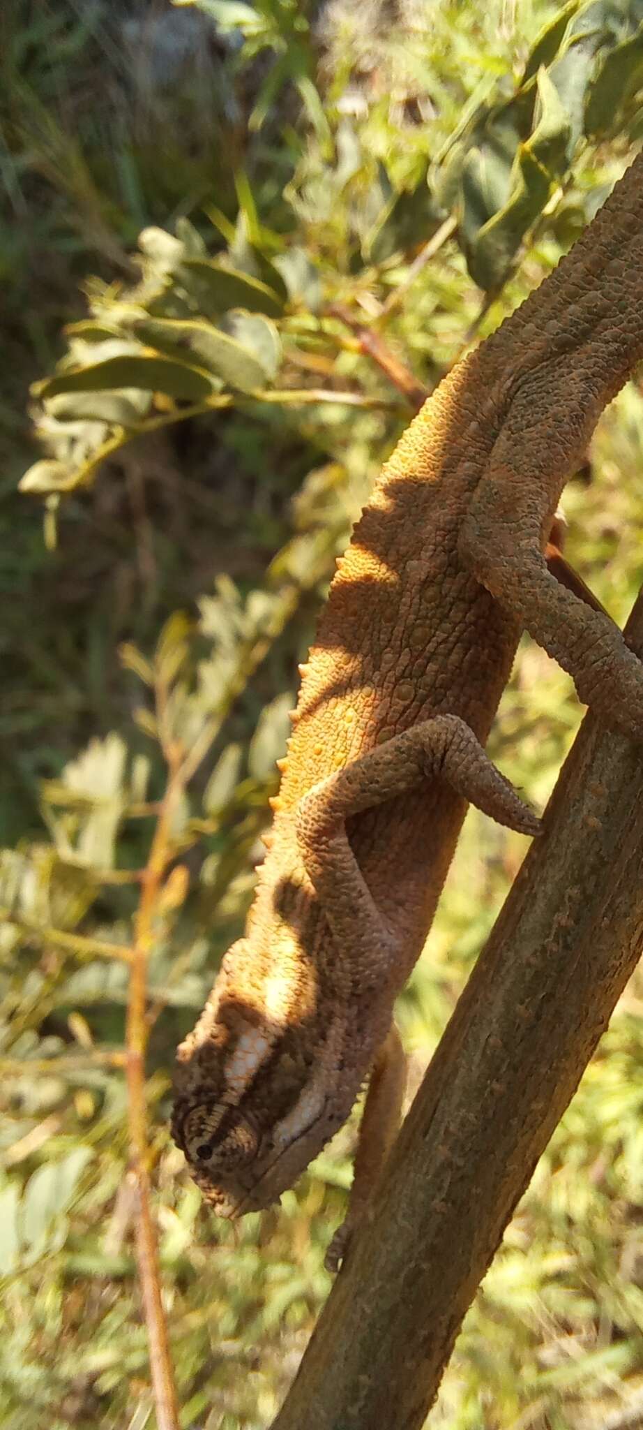 Image of Black-headed Dwarf Chameleon