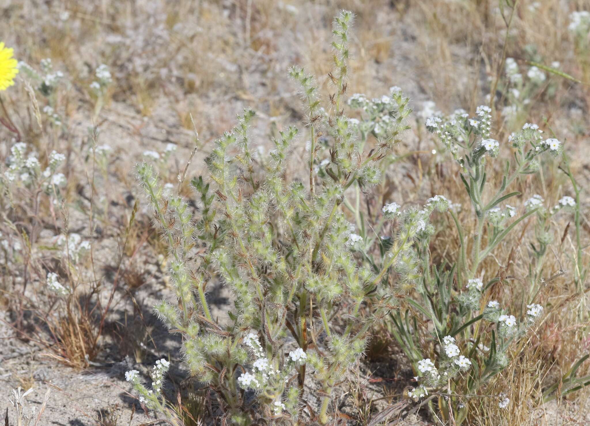 Plancia ëd Cryptantha ganderi I. M. Johnst.