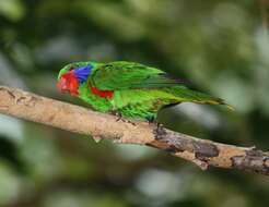 Image of Red-flanked Lorikeet