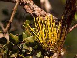 Image of Psittacanthus robustus (Mart.) Mart.