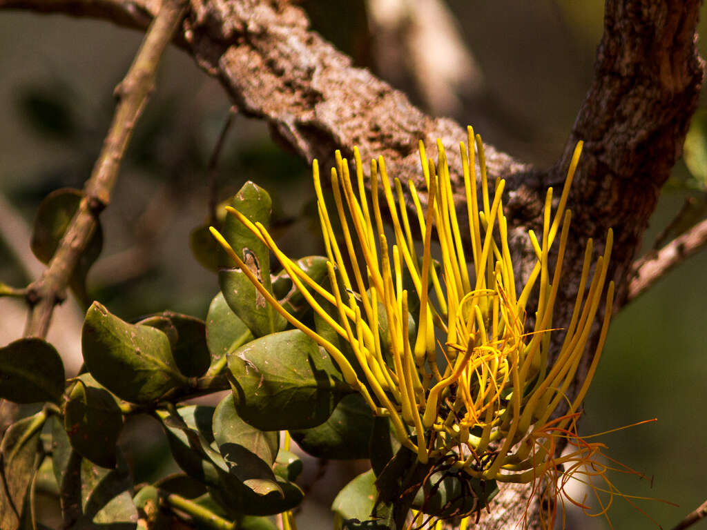 Image of Psittacanthus robustus (Mart.) Mart.