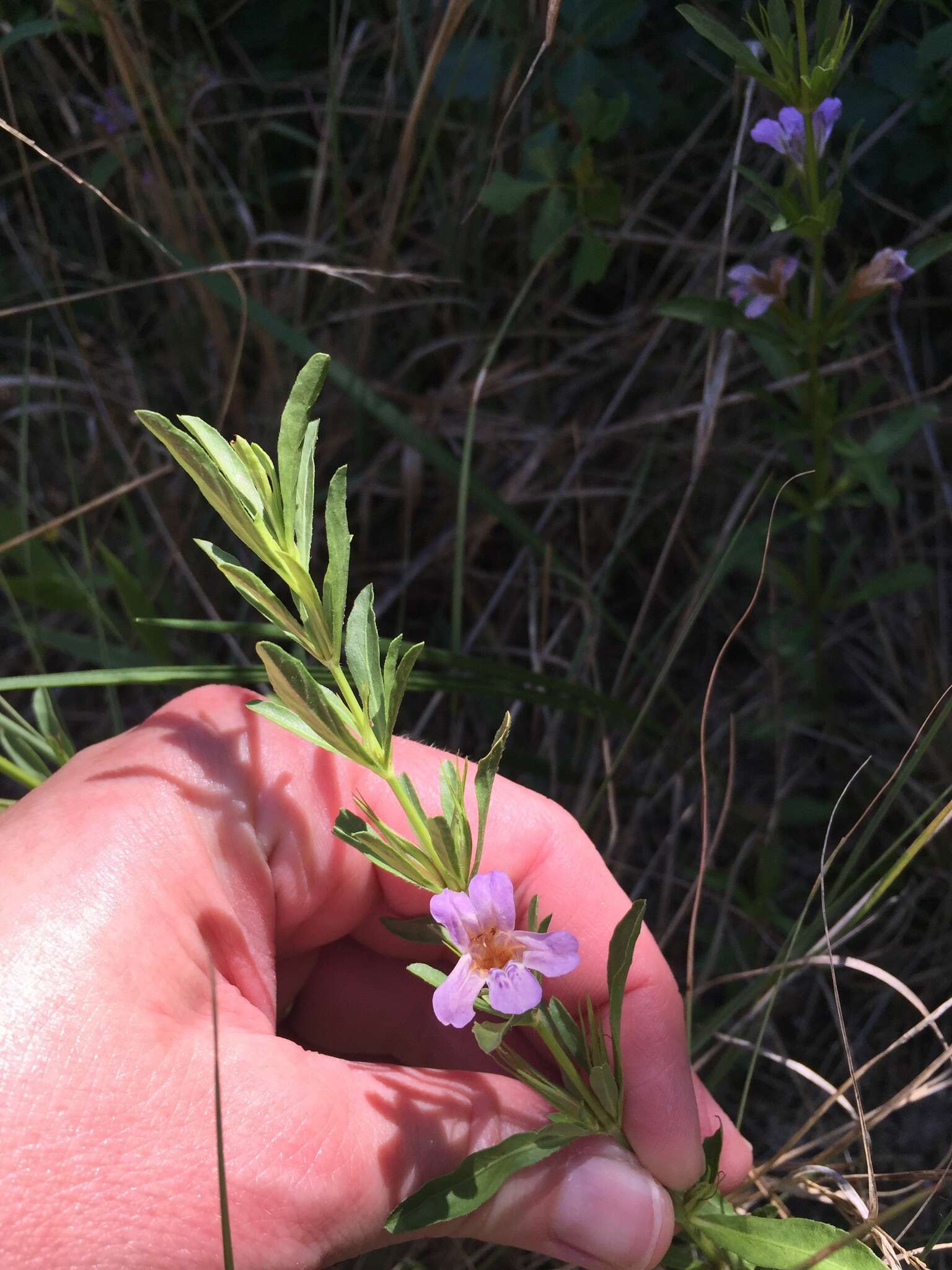 Plancia ëd Dyschoriste linearis (Torr. & Gray) Kuntze