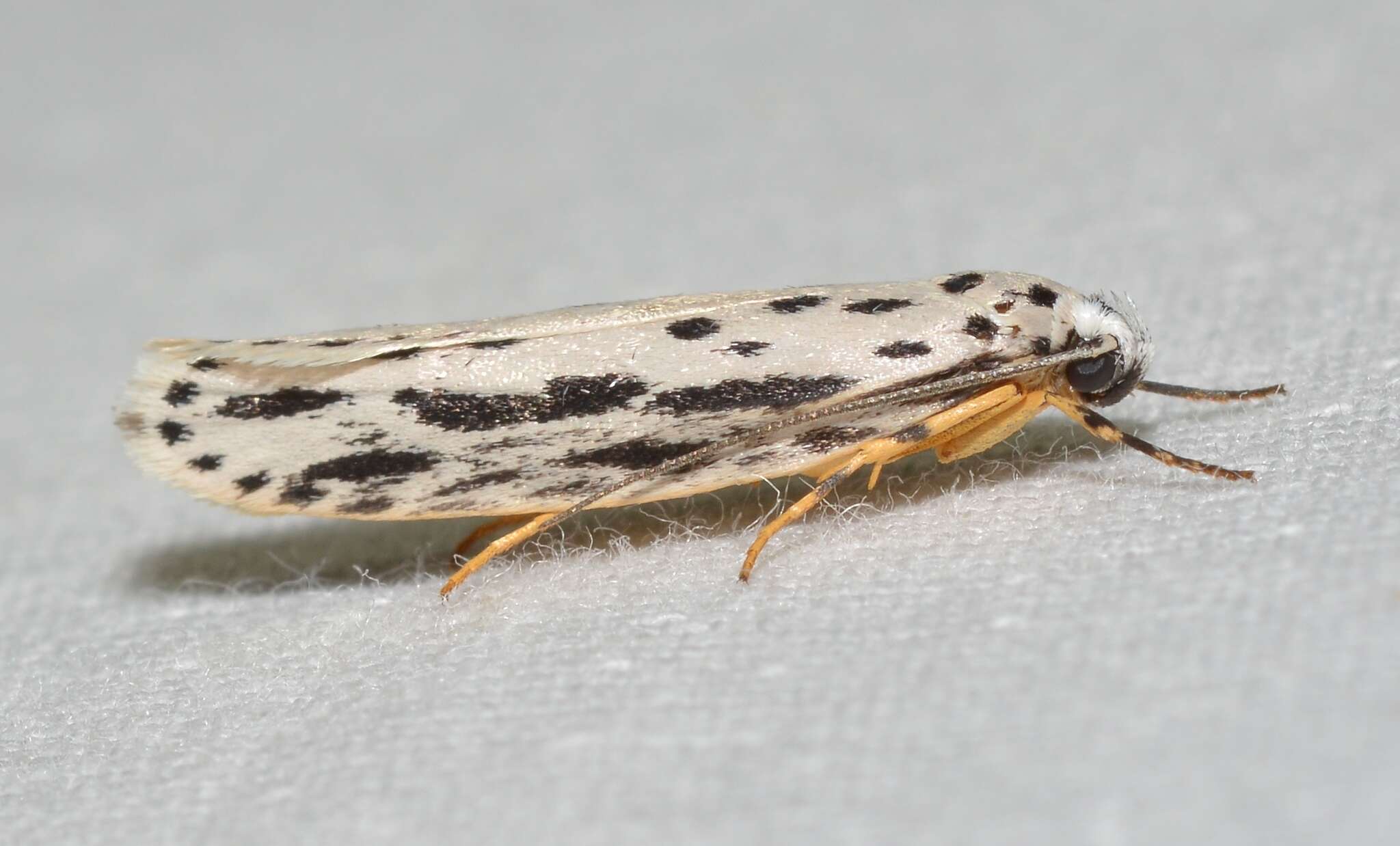 Image of Zeller's Ethmia Moth