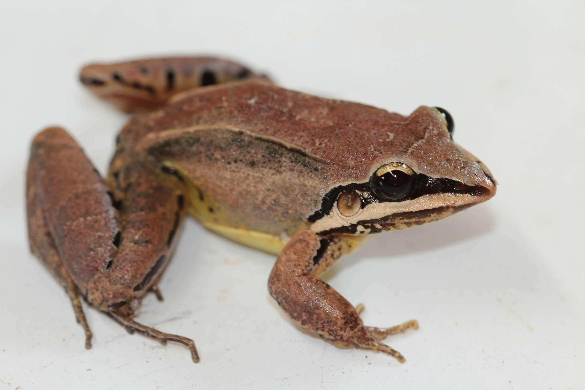 Plancia ëd Leptodactylus didymus Heyer, García-Lopez & Cardoso 1996