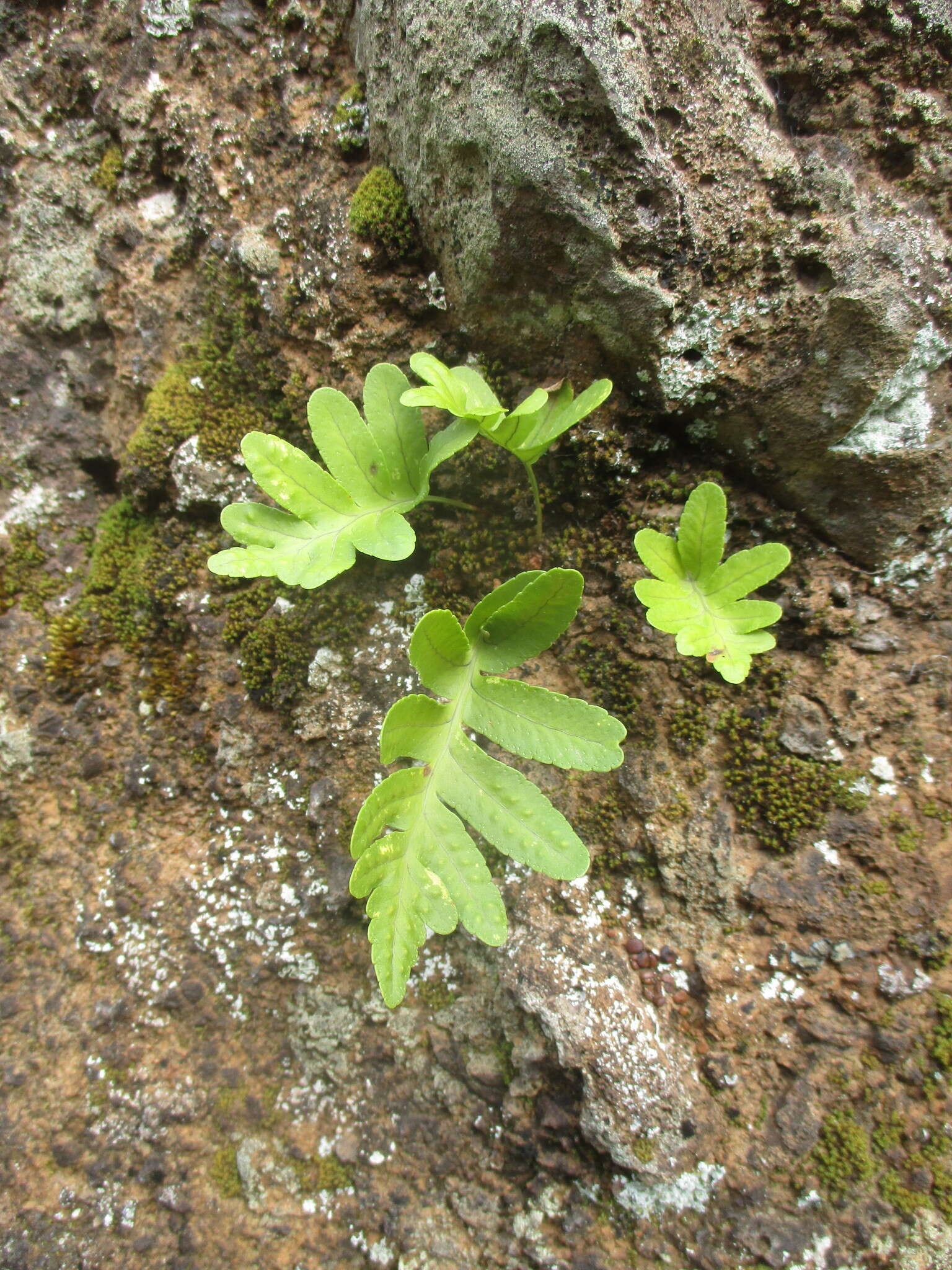 Plancia ëd Polypodium macaronesicum subsp. macaronesicum