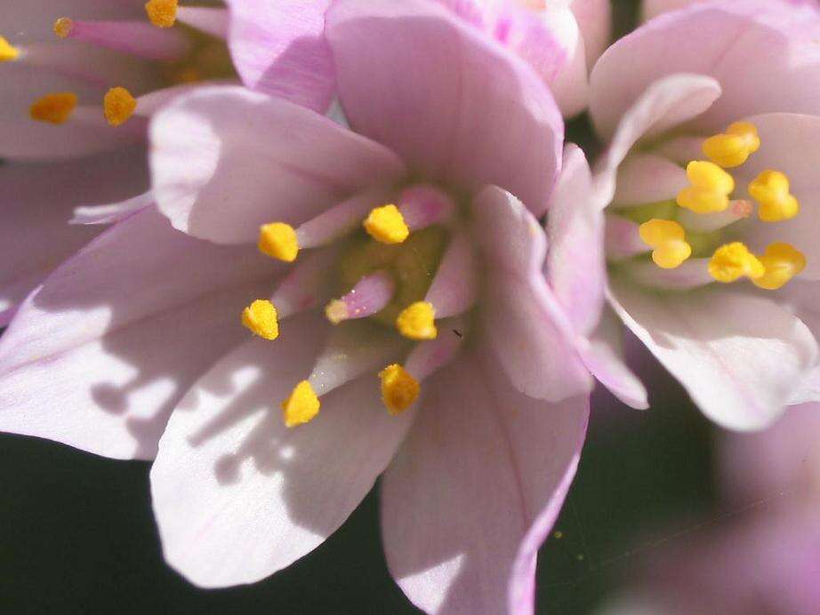 Image of Allium roseum L.