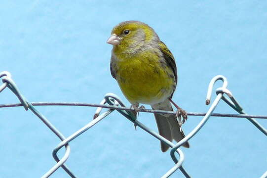 Image of Atlantic Canary