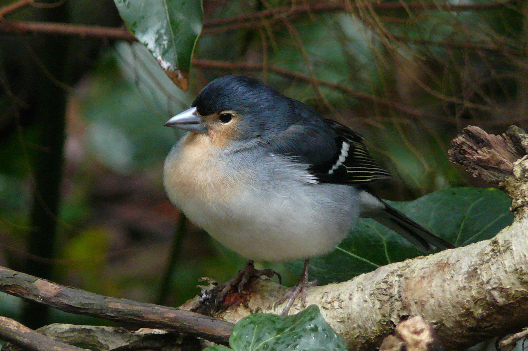 Imagem de Fringilla coelebs palmae Tristram 1889