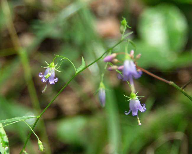 Imagem de Campanula divaricata Michx.