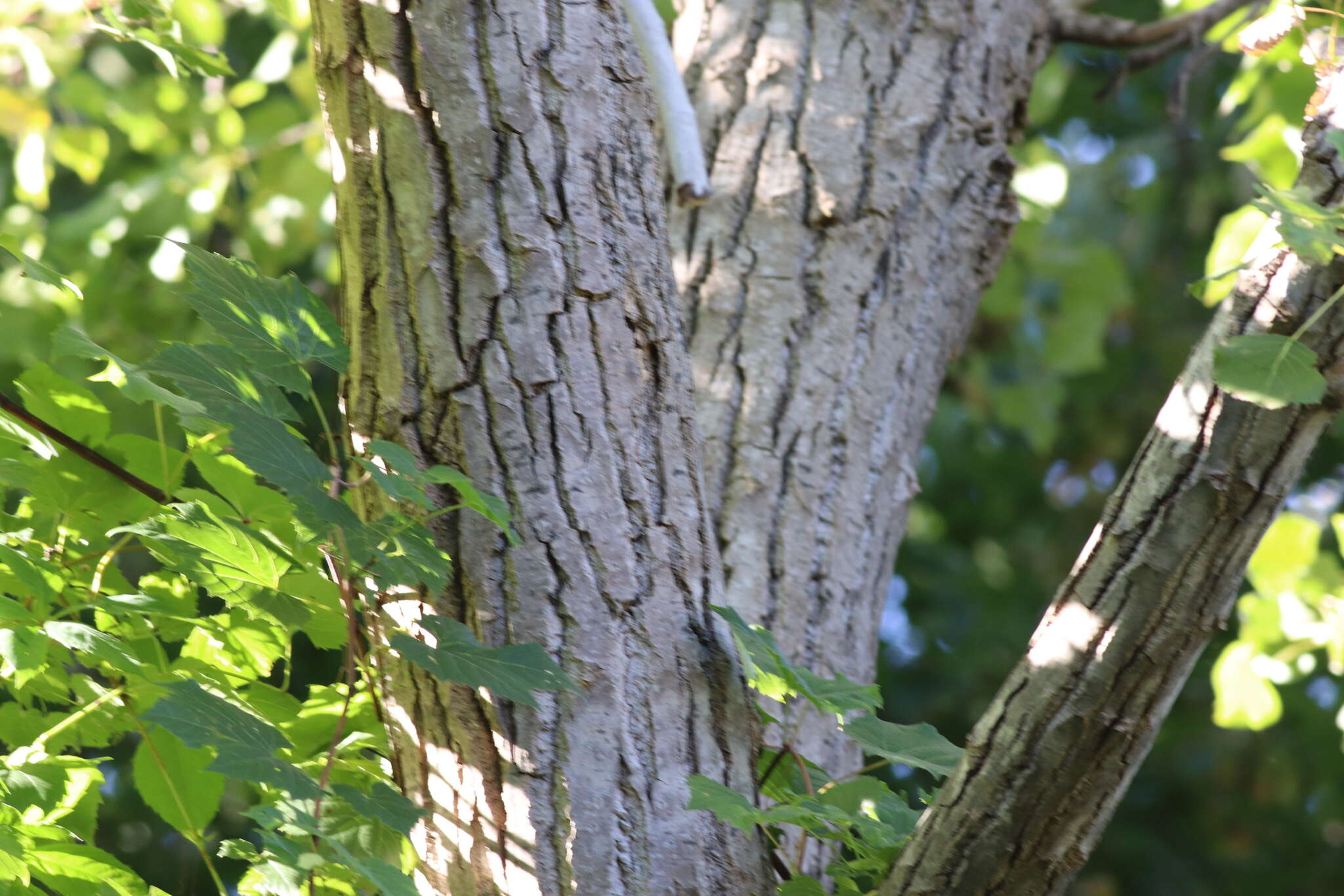 صورة Populus deltoides subsp. deltoides