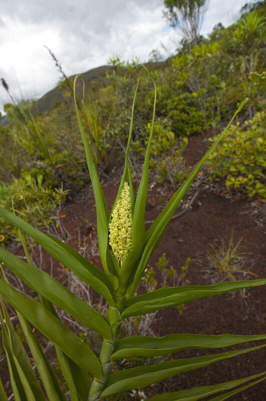 Imagem de Flagellaria neocaledonica Schltr.