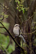 Tephrodornis pondicerianus (Gmelin & JF 1789)的圖片