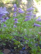 صورة Penstemon cardwellii Howell