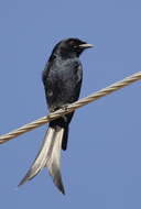 Image of Black Drongo