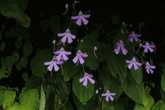 Impatiens acaulis Arn. resmi