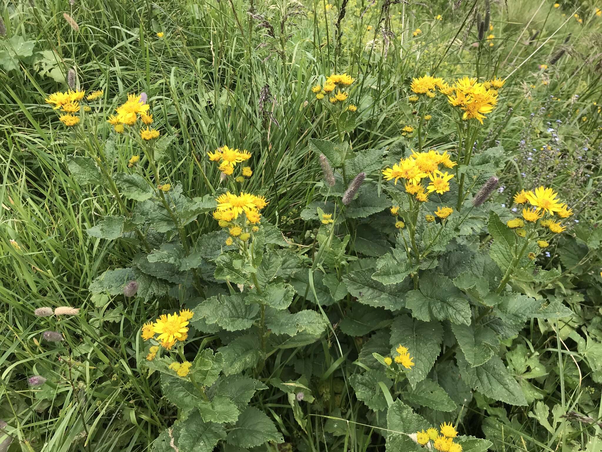 Plancia ëd Jacobaea alpina (L.) Moench