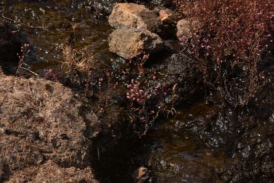 Image of Rotala floribunda (Wight) Koehne