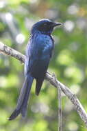 Image de Drongo bronzé