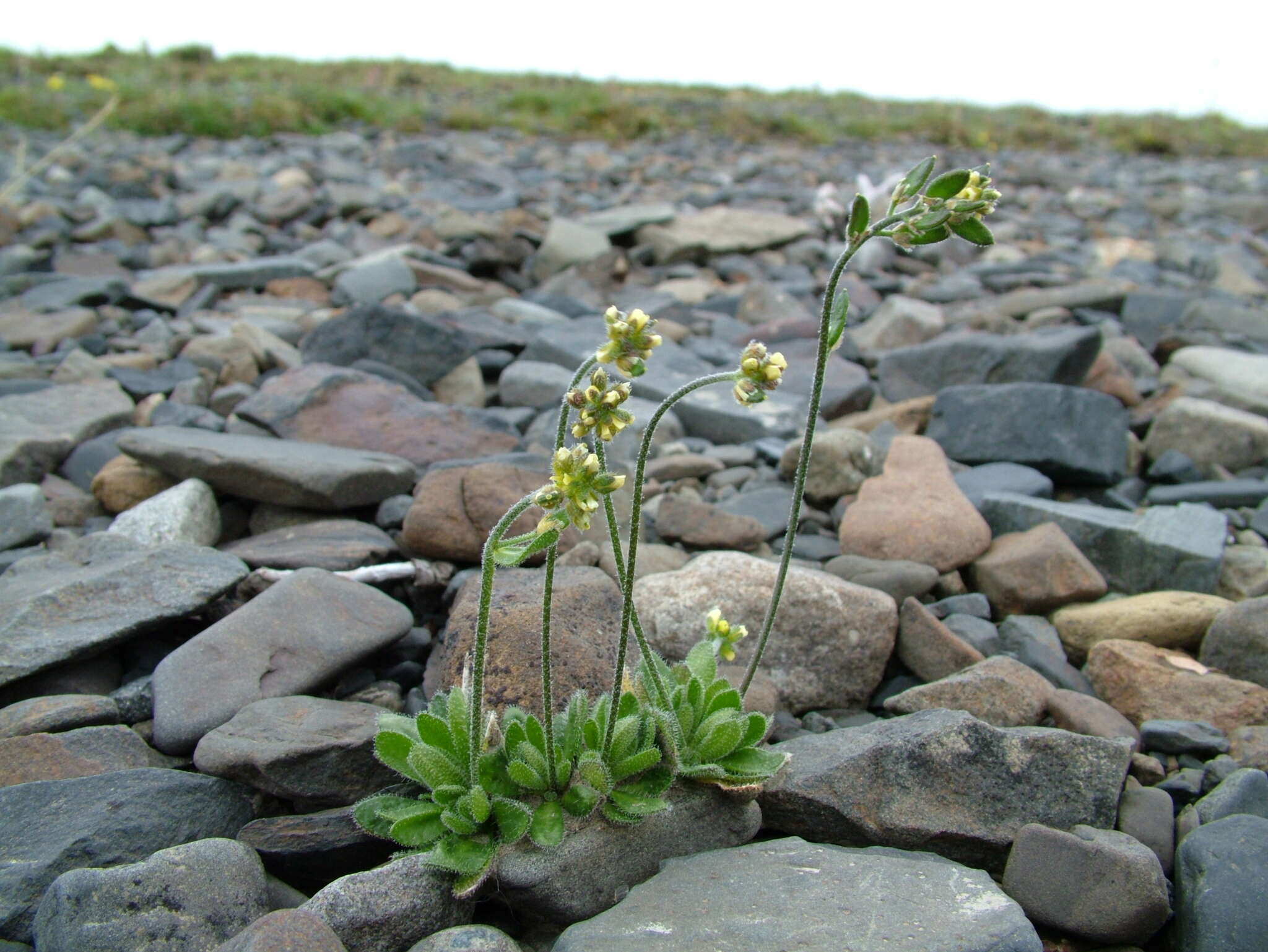 Image of Canadian arctic draba