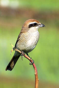 Image of Brown Shrike