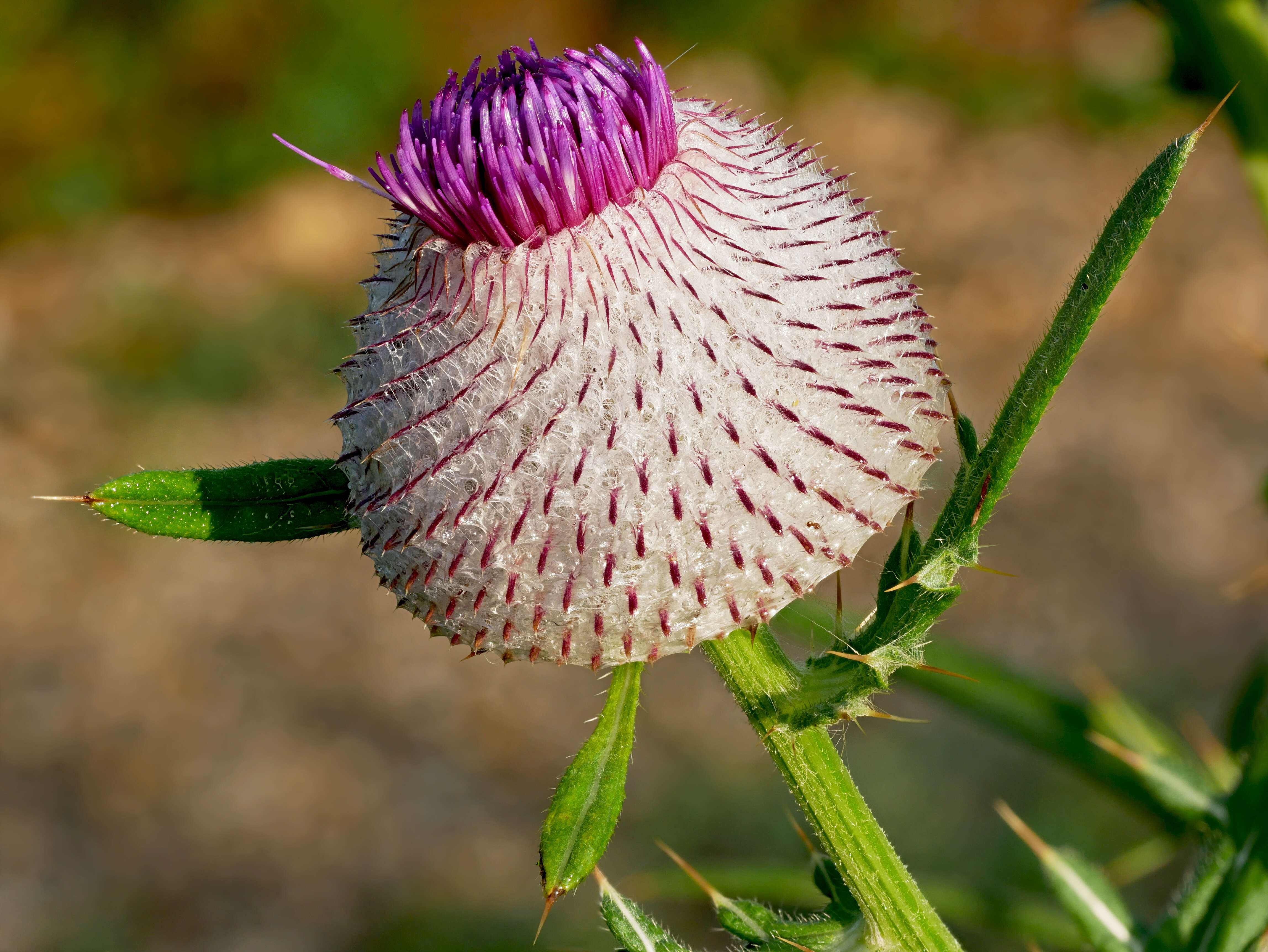 Image of woolly thistle