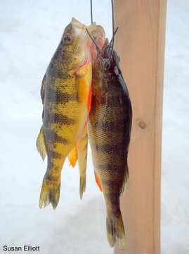 Image of Yellow Perch