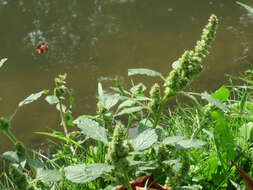 Image of redroot amaranth