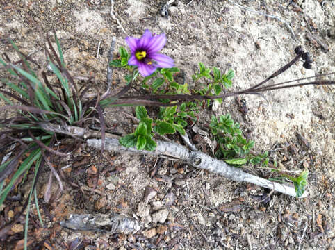 Image of western blue-eyed grass