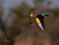 Image of Brown Parrot