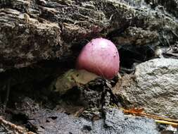 Image of Cortinarius lebre Garrido 1988