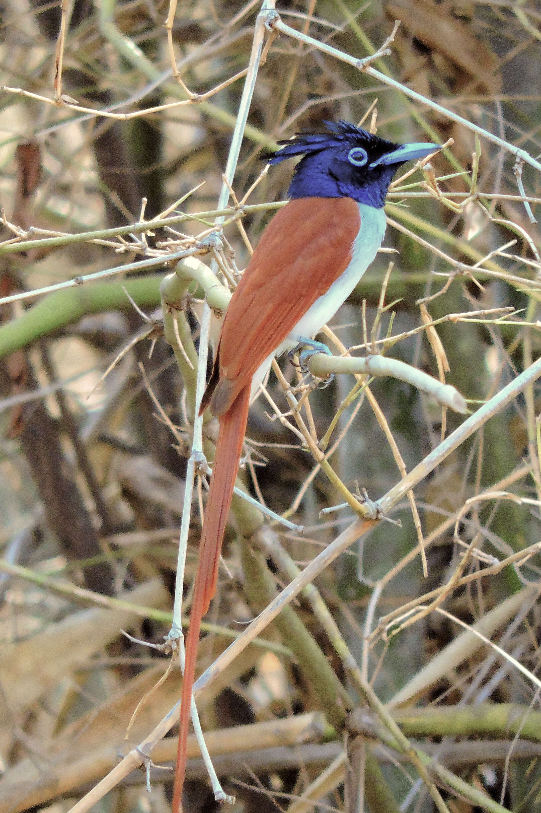 Image of Asian Paradise-Flycatcher