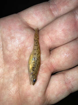 صورة Etheostoma virgatum (Jordan 1880)