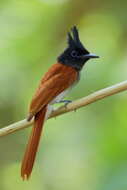 Image of Asian Paradise-Flycatcher