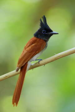 Image of Asian Paradise-Flycatcher