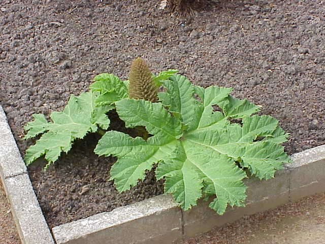 Image of Chilean gunnera