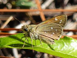 Image of Dotted Skipper