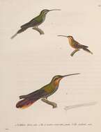 Sivun Ramphodon Lesson & R 1830 kuva