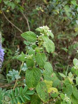 Image of Minthostachys mollis (Benth.) Griseb.