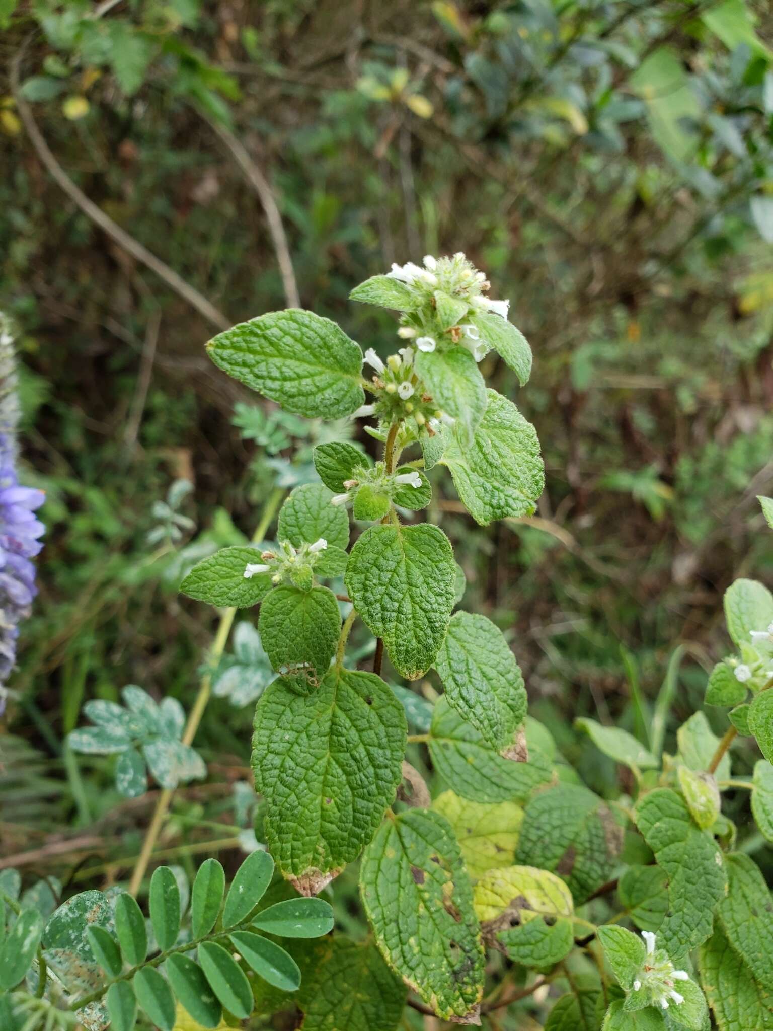 Image of Minthostachys mollis (Benth.) Griseb.