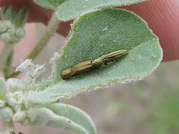 Image of Agrilus lacustris Le Conte 1860