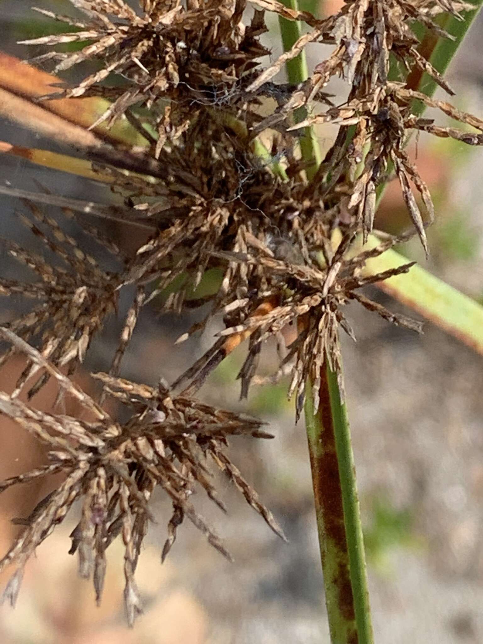 Image of coastal sedge