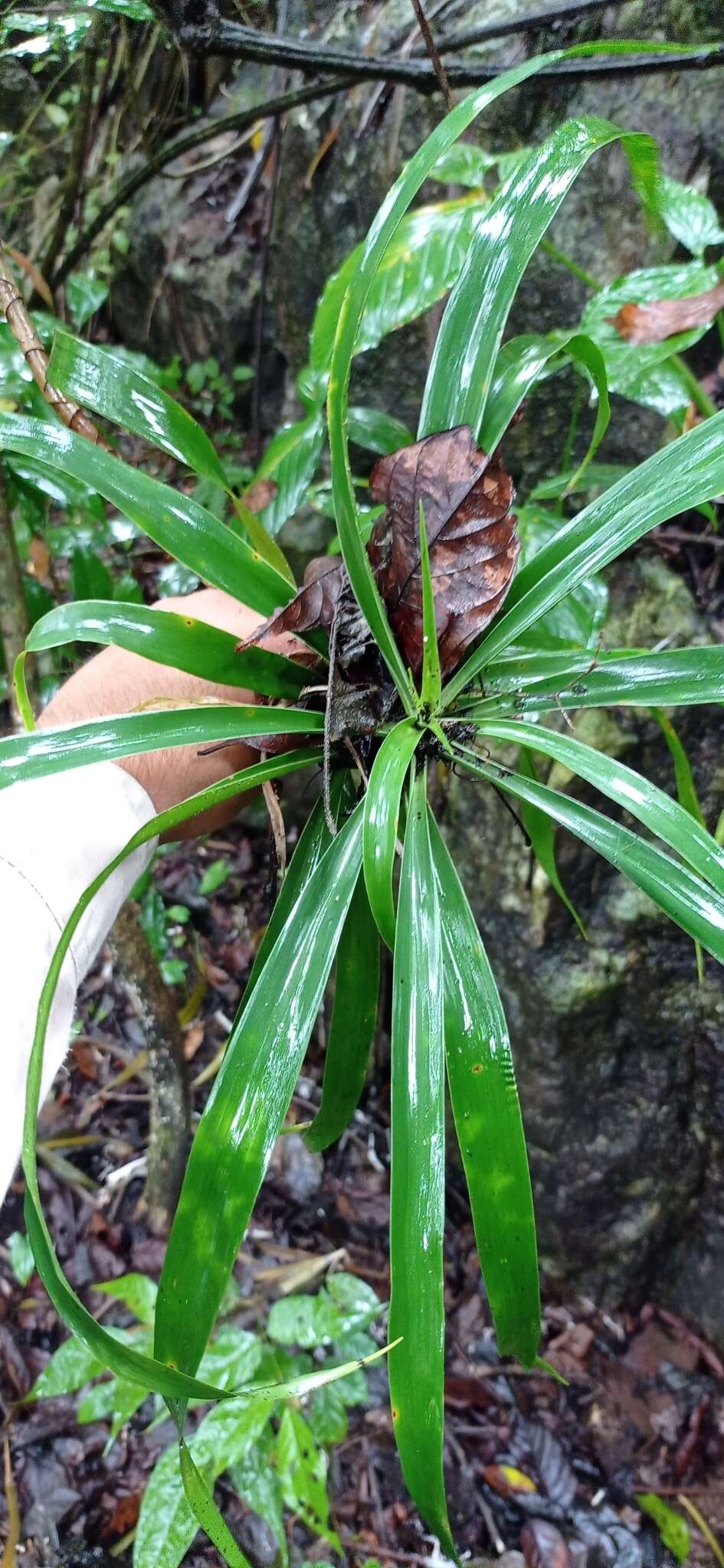 Слика од Dracaena americana Donn. Sm.