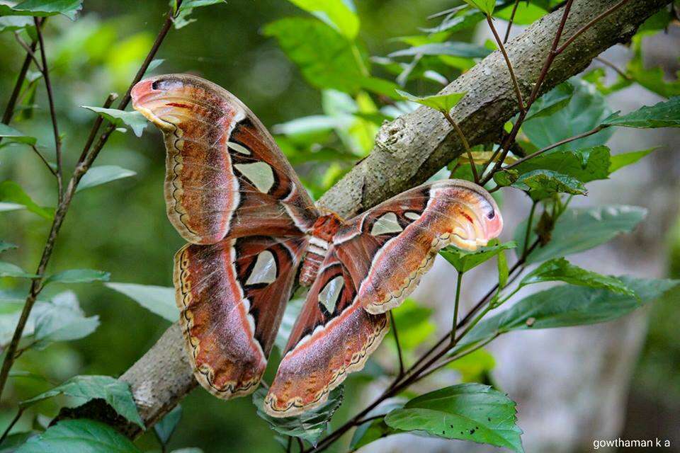 Image of atlas moth