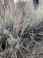 Image of threetip sagebrush