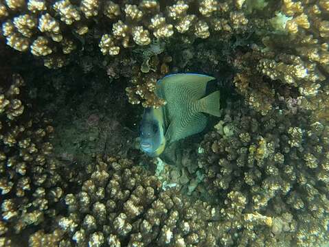 Image of Cortez Angelfish