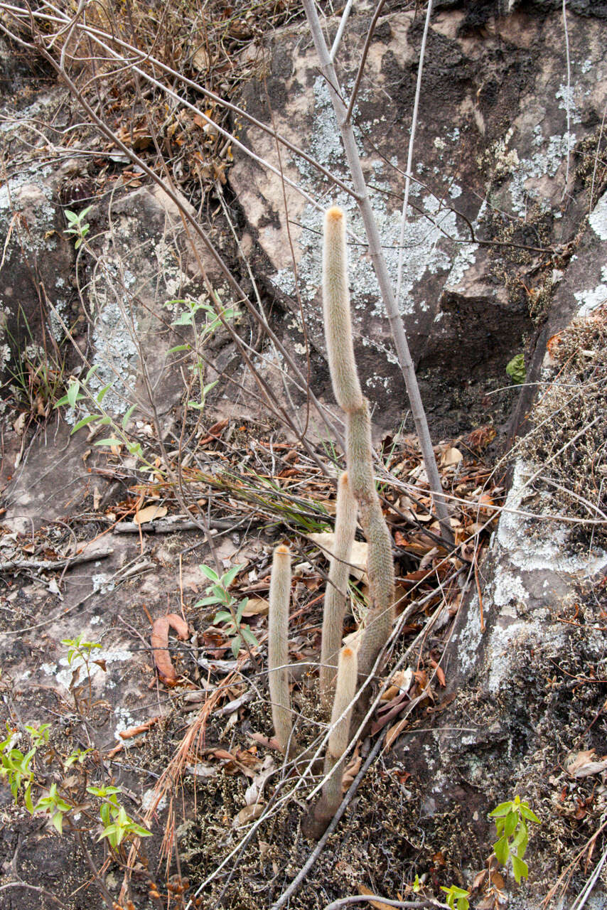 Image of Cleistocactus brookeae Cárdenas