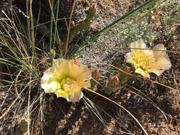 Image of Brittle Cactus